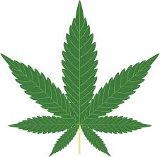 marijuana