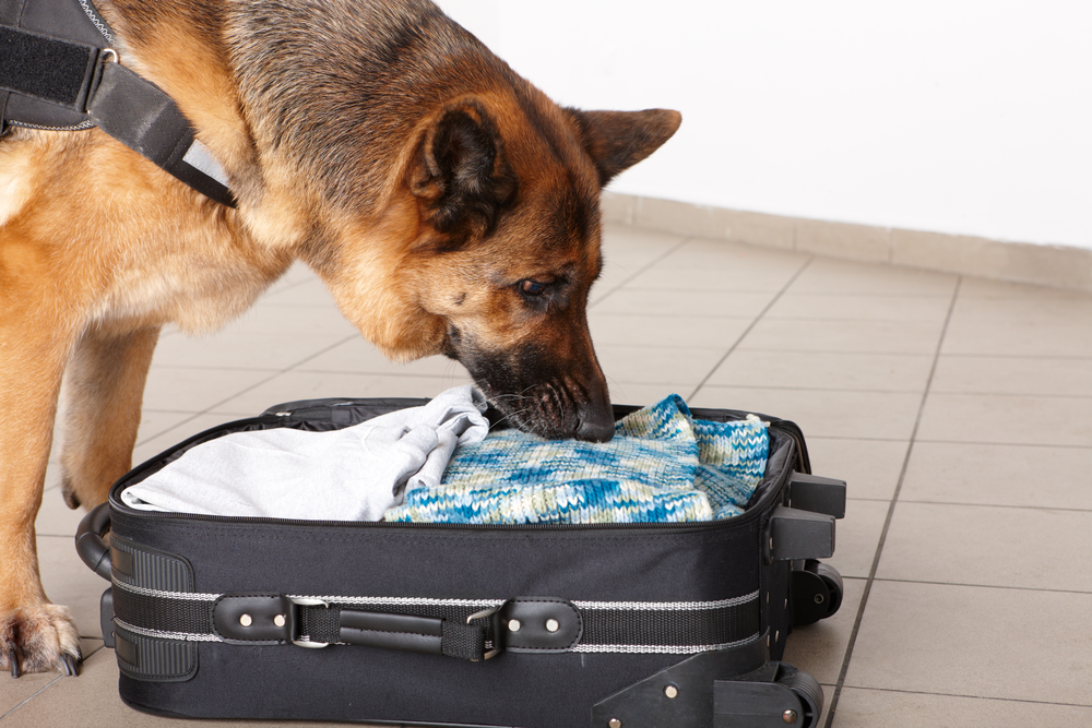 Dog sniffs out drugs or bomb in a luggage