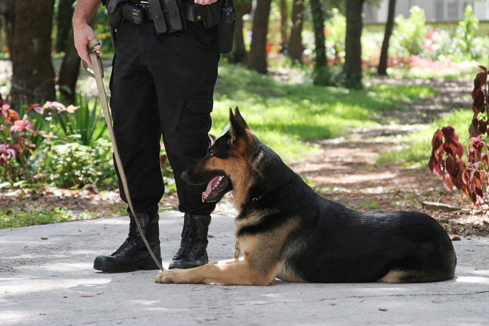 A policeman with his police dog.