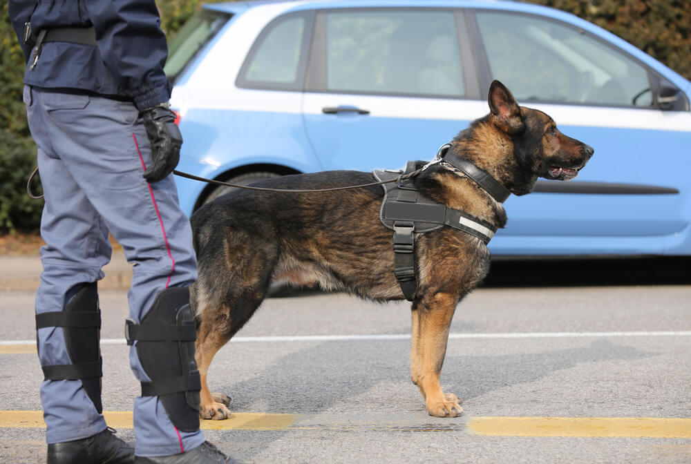 drug sniffing dogs