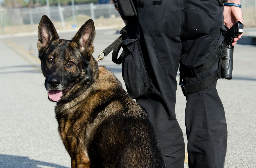 k9